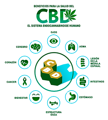 cañamo y marihuana diferencias